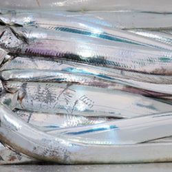 松本釣船２ 釣果