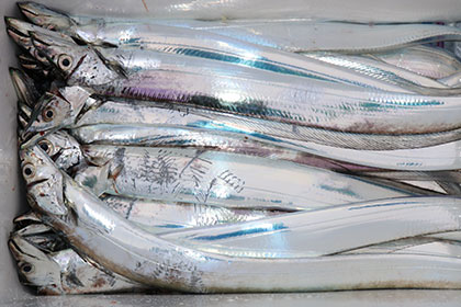 松本釣船２ 釣果