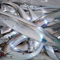 松本釣船２ 釣果