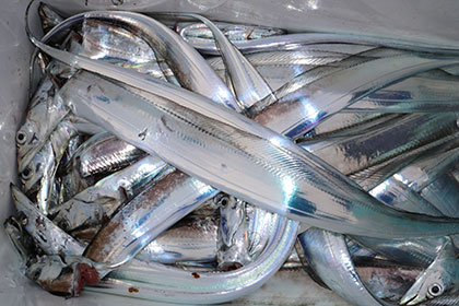 松本釣船２ 釣果