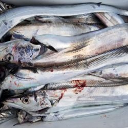 オーフリー 釣果