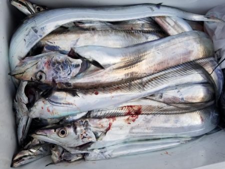 オーフリー 釣果