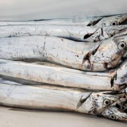 オーフリー 釣果