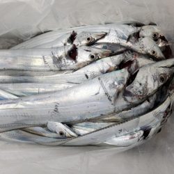 オーフリー 釣果