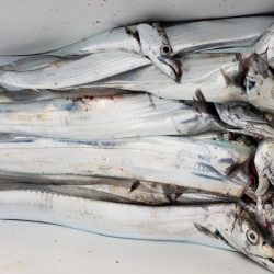 オーフリー 釣果