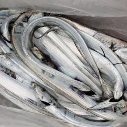 オーフリー 釣果