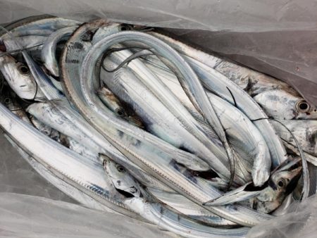 オーフリー 釣果