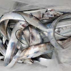 オーフリー 釣果