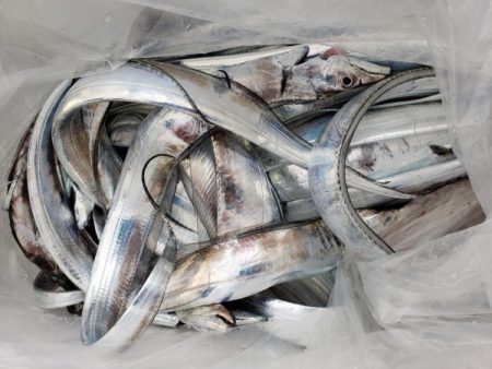 オーフリー 釣果