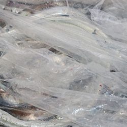 松本釣船２ 釣果