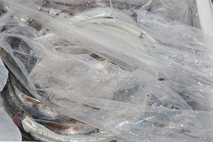 松本釣船２ 釣果