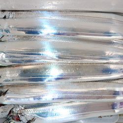 松本釣船２ 釣果