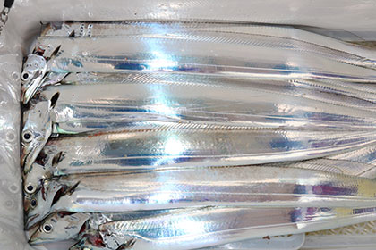 松本釣船２ 釣果