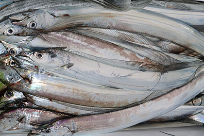 松本釣船２ 釣果