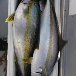 海龍丸（福岡） 釣果
