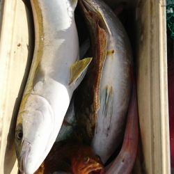 海龍丸（福岡） 釣果