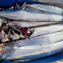 オーフリー 釣果