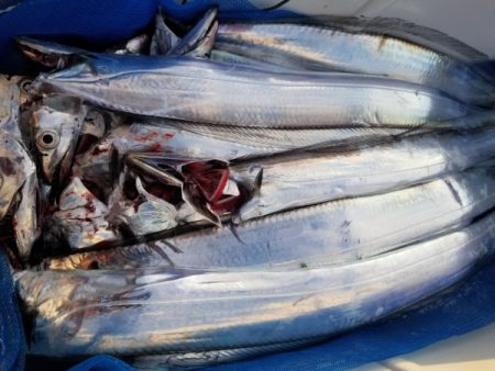 オーフリー 釣果