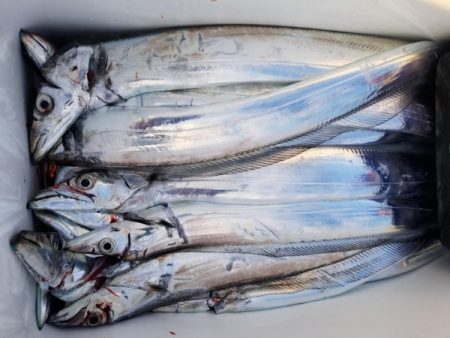 オーフリー 釣果