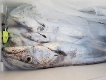 オーフリー 釣果