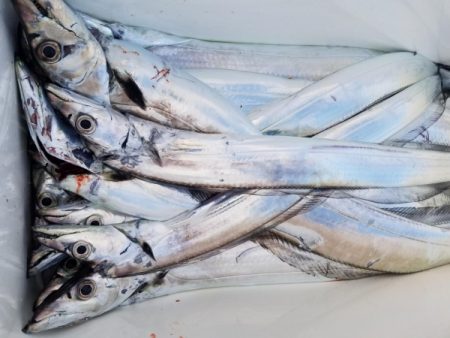 オーフリー 釣果