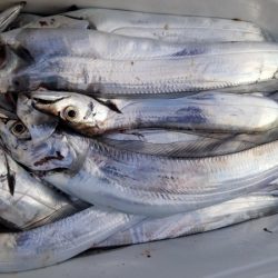 オーフリー 釣果