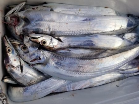 オーフリー 釣果