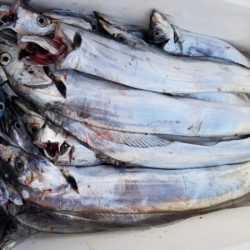 オーフリー 釣果