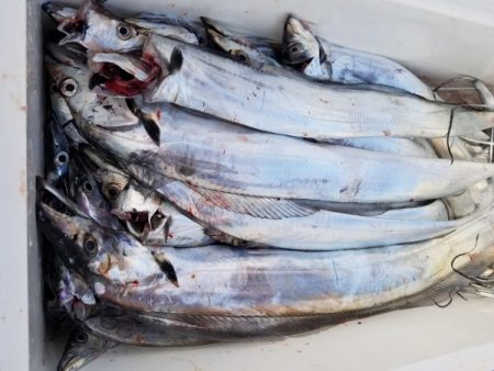 オーフリー 釣果