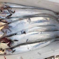 オーフリー 釣果