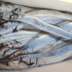 オーフリー 釣果