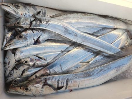 オーフリー 釣果