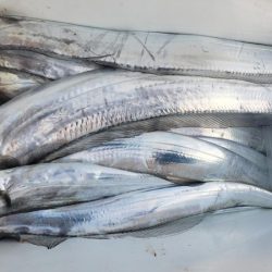 オーフリー 釣果