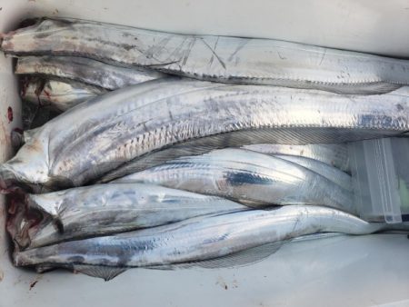 オーフリー 釣果