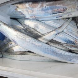 オーフリー 釣果