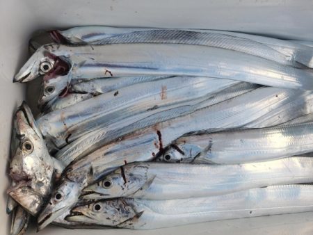 オーフリー 釣果