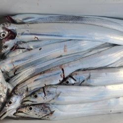 オーフリー 釣果