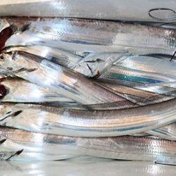 松本釣船２ 釣果