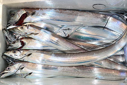 松本釣船２ 釣果