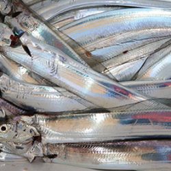 松本釣船２ 釣果