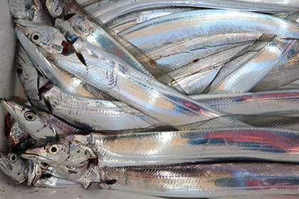 松本釣船２ 釣果