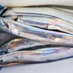 オーフリー 釣果