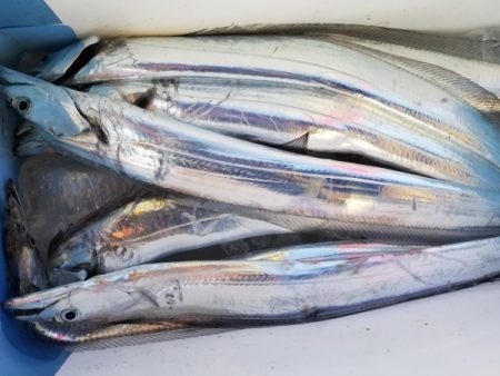 オーフリー 釣果