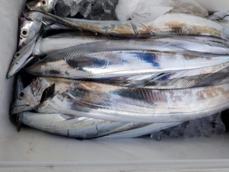 オーフリー 釣果