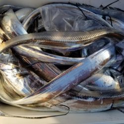 オーフリー 釣果