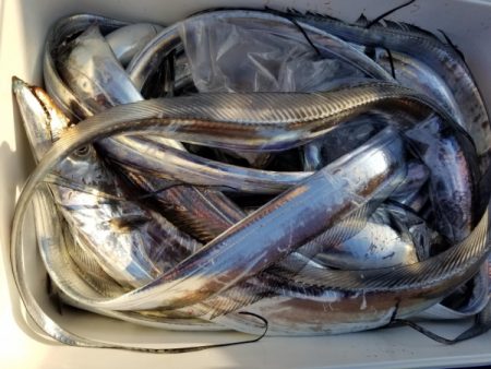 オーフリー 釣果