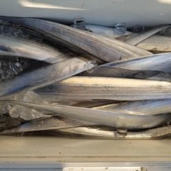 オーフリー 釣果