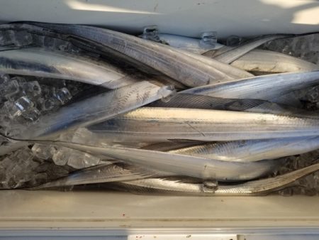 オーフリー 釣果