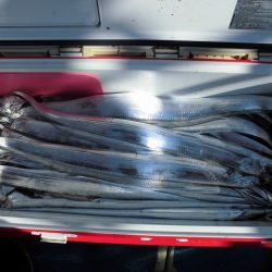 十八宝洋丸 釣果