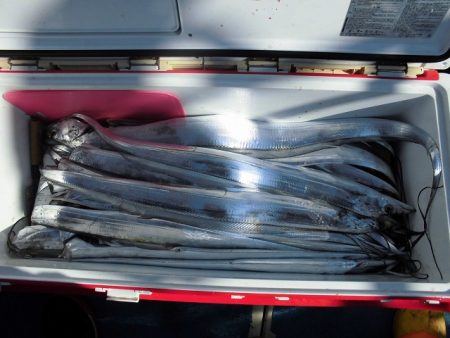 十八宝洋丸 釣果